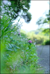 5月の散歩路 ⑤