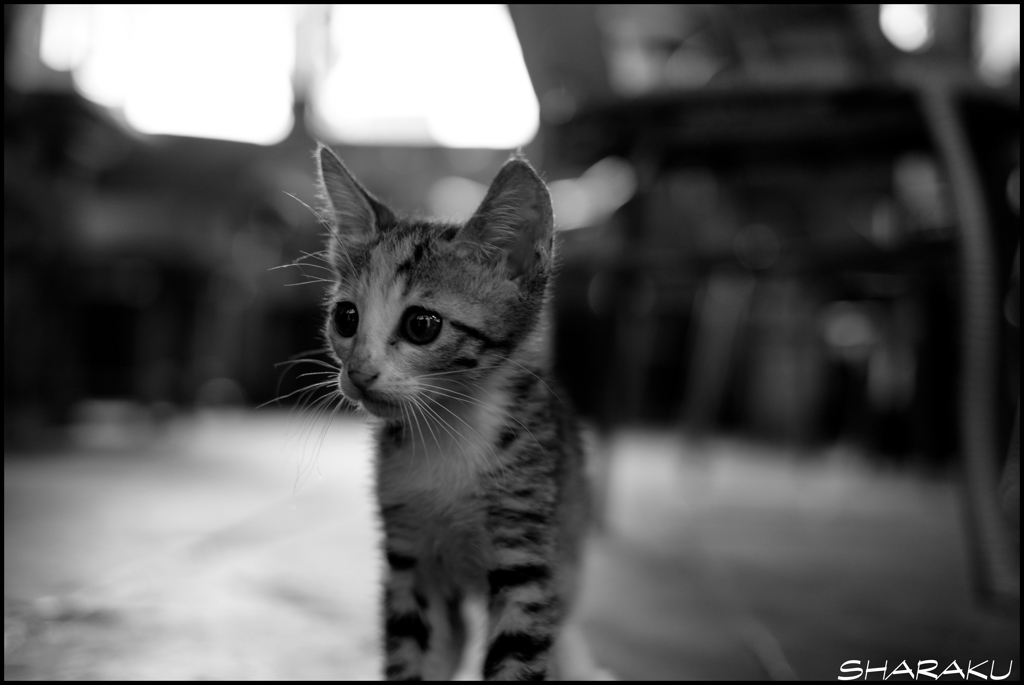 子猫 ③
