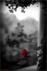 深紅の薔薇-Ⅱ