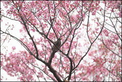 桜で一休み