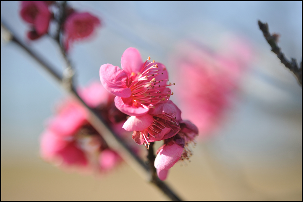 花三題(紅梅)