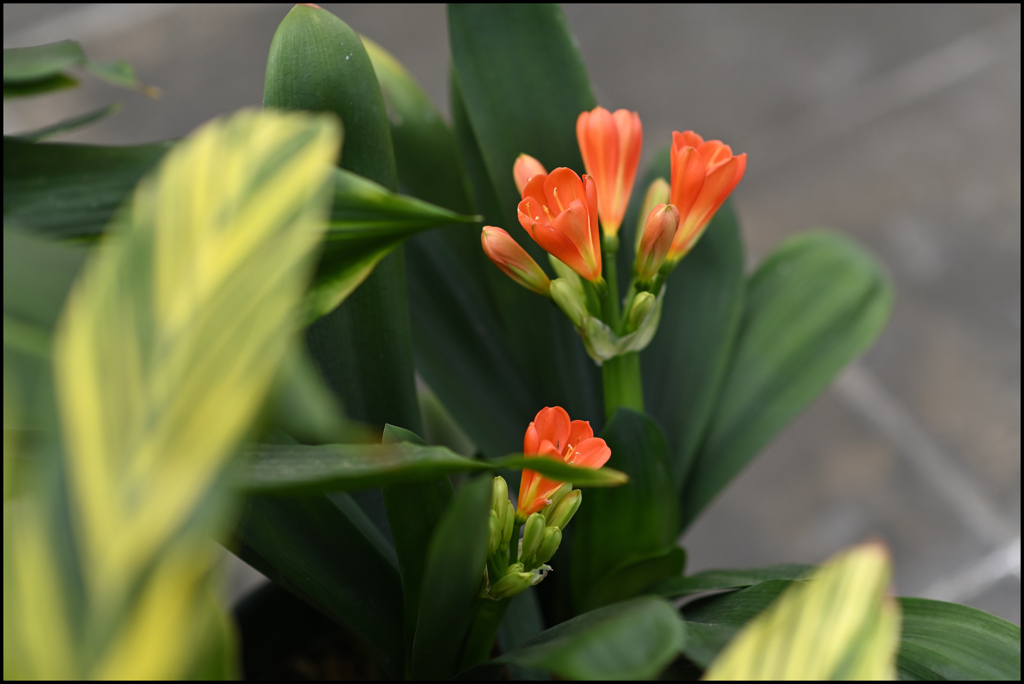 温室の花