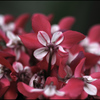 Cyclamen