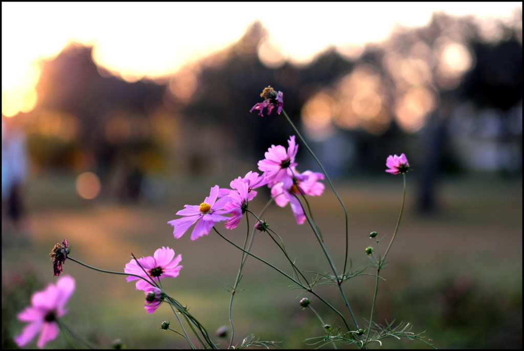 夕陽に輝く
