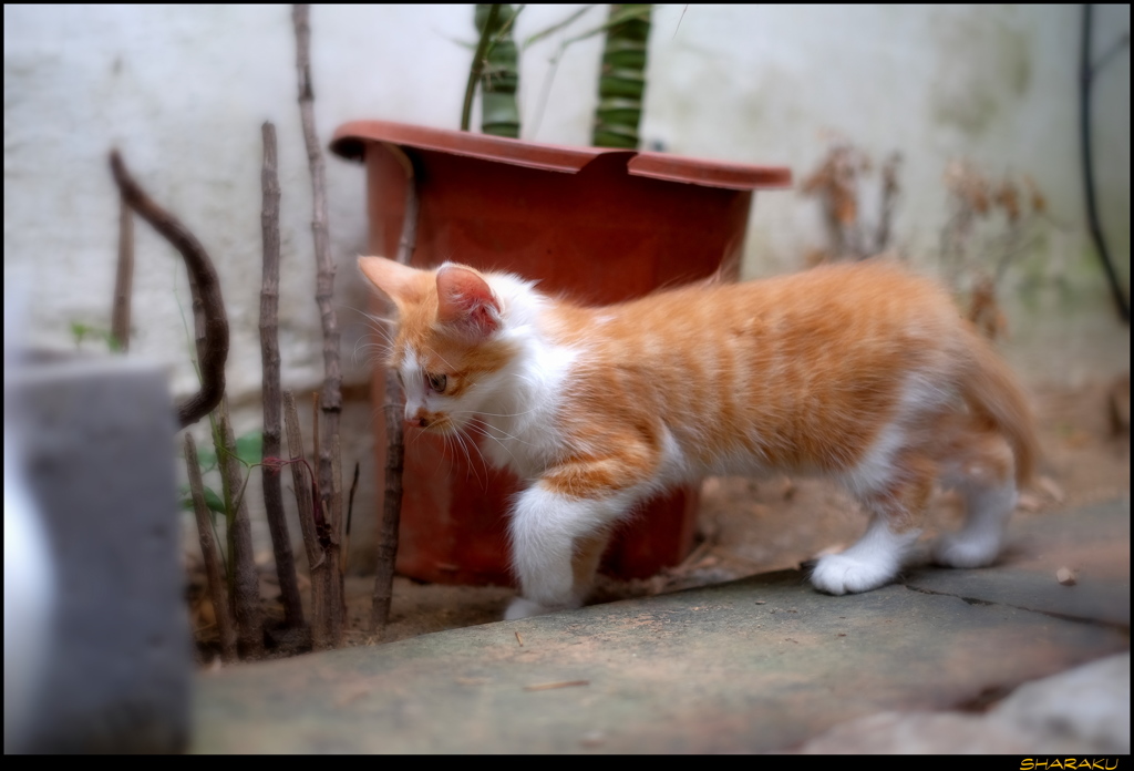 珈琲店の子猫 - 9