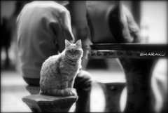 西園寺の猫