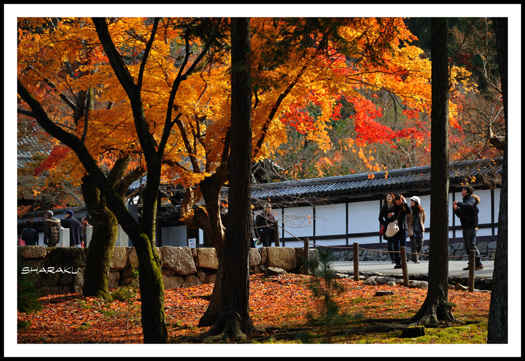 「紅葉、綺麗だなあ！」