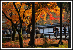「紅葉、綺麗だなあ！」