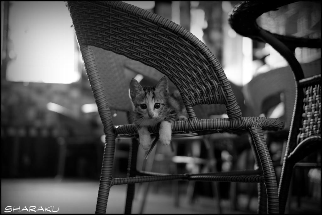 子猫 ④