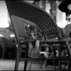 子猫 ④