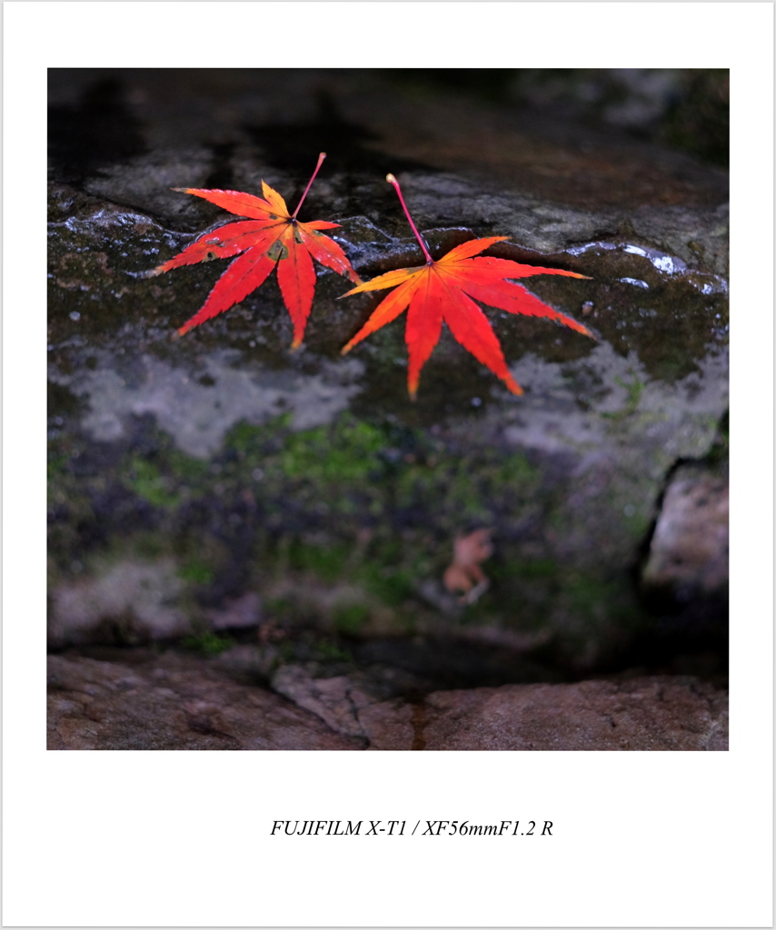 雨の虎丘②