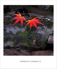 雨の虎丘②
