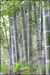 竹林