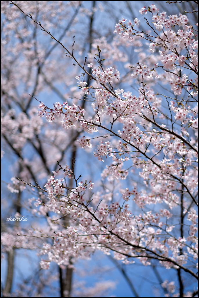 SAKURA