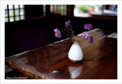 紫の花