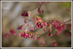 寒緋桜