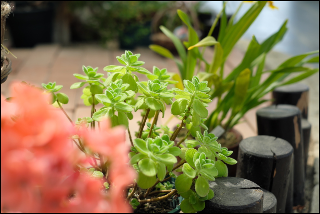 目に優しい植物