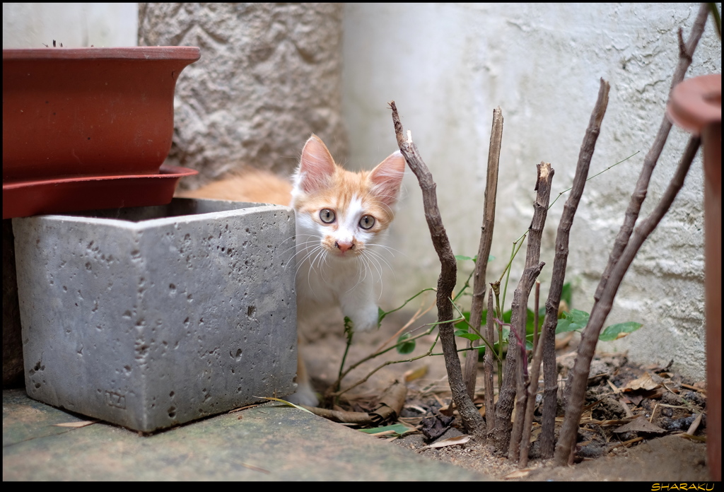 珈琲店の子猫 - 3