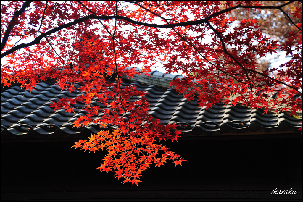 平林寺の紅葉④