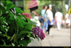 紫陽花の季節