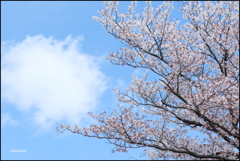 桜の景 ③