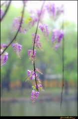 雨の日は紫...