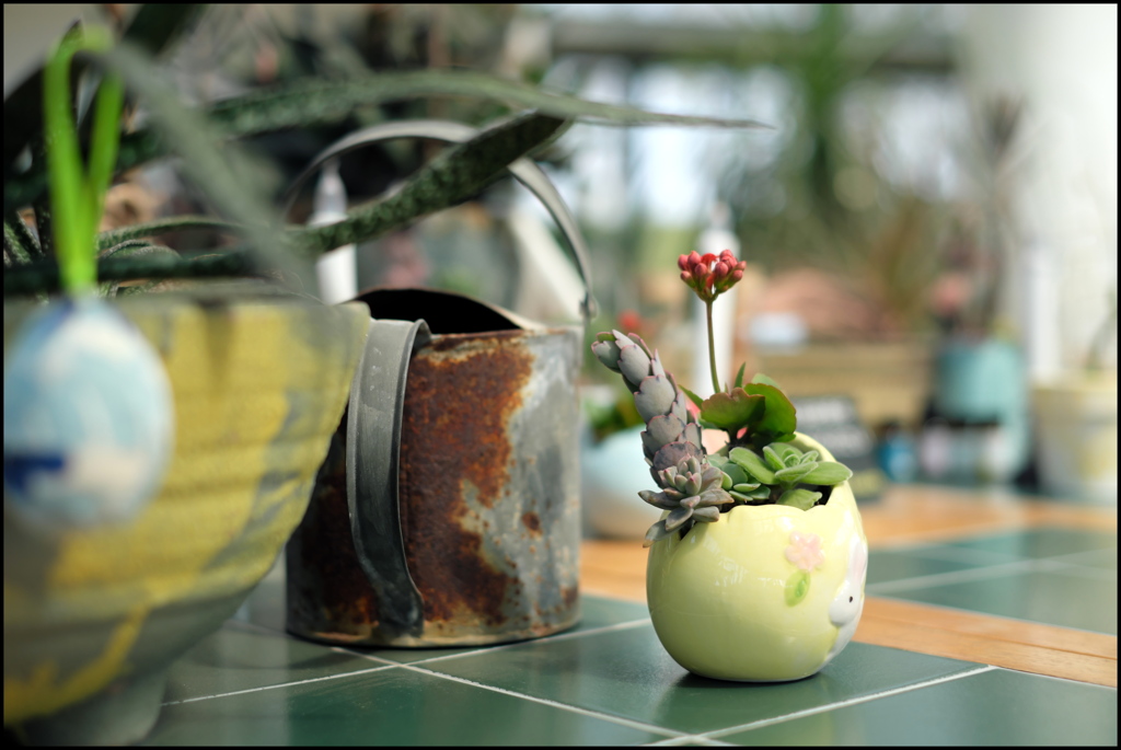 錆と植物