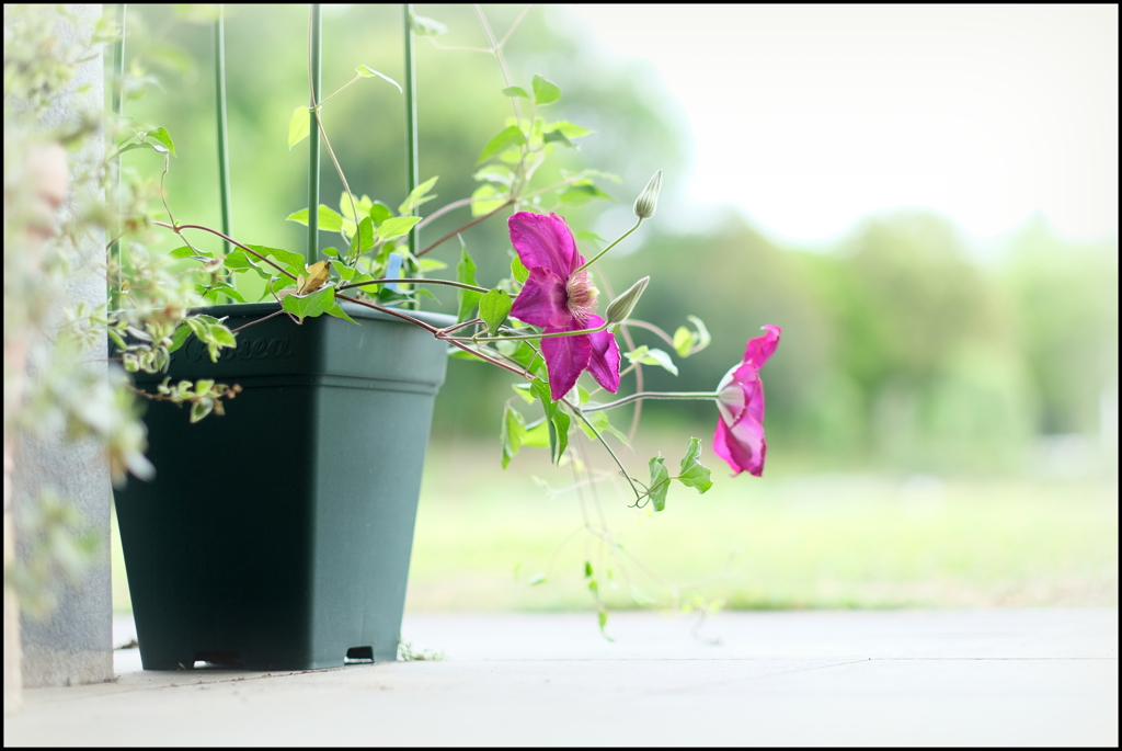 鉢植えの花
