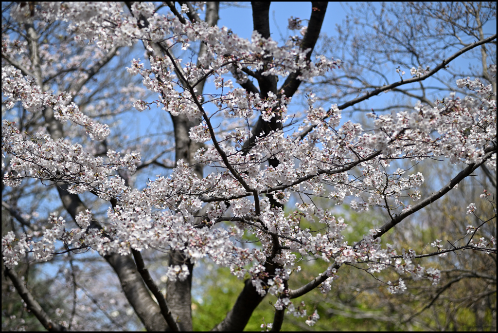 4月の散歩路 ①