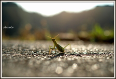 カマキリの散歩道 ②