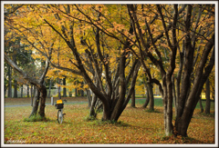 11月の散歩道 ㉕