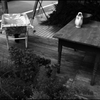 庭先で...