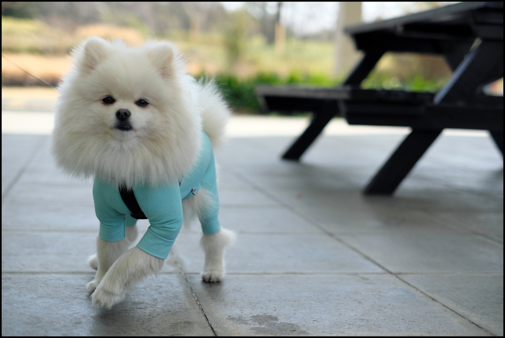 公園のワンちゃん