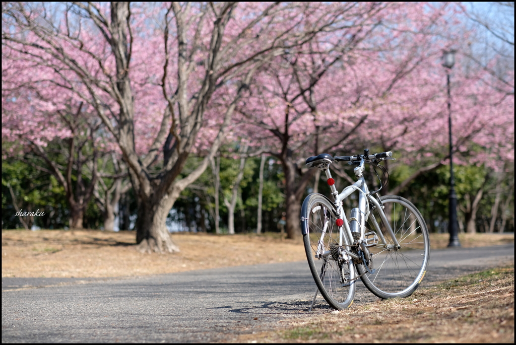 桜見る自転車