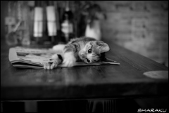 子猫 ⑤