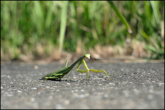 カマキリさん