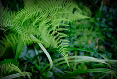 Midori