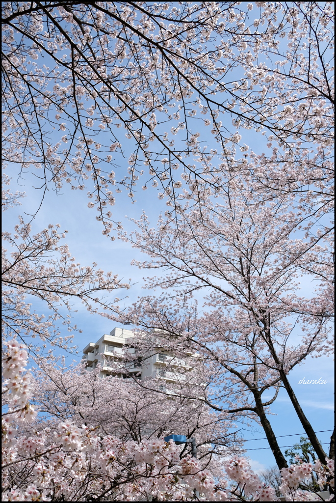 空一杯に