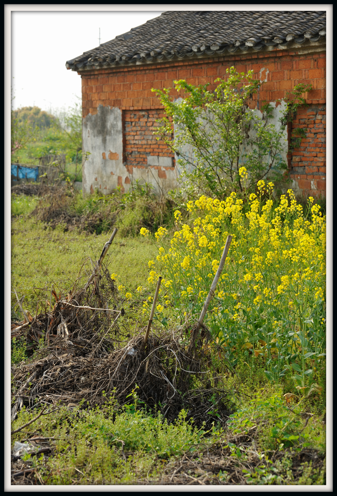 「菜の花のある風景」 ⑧