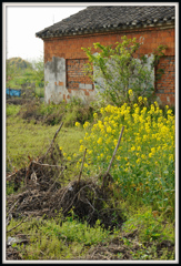 「菜の花のある風景」 ⑧