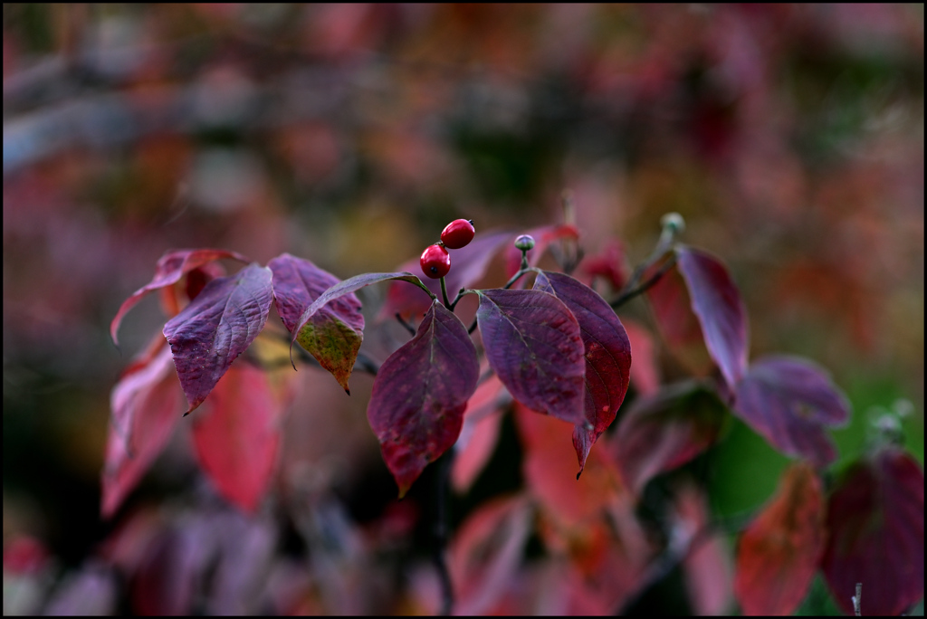 季節外れですが...