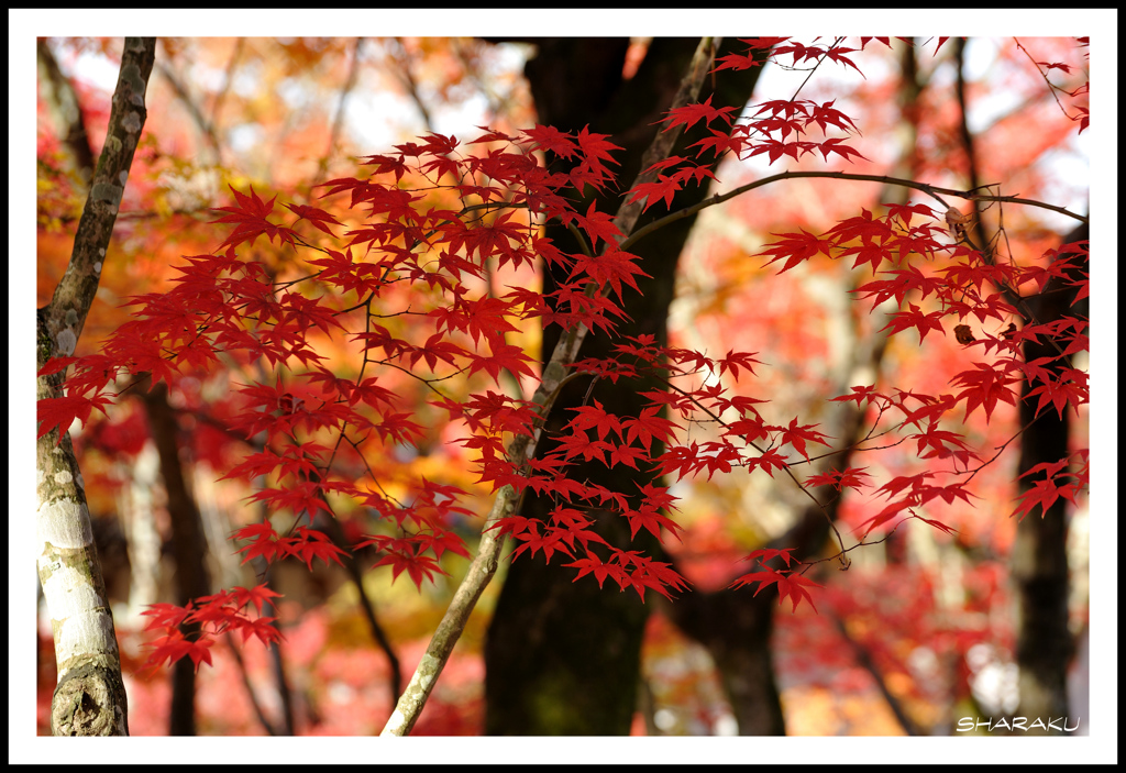 紅の競演