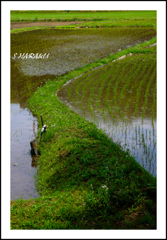 田植えも終わり...