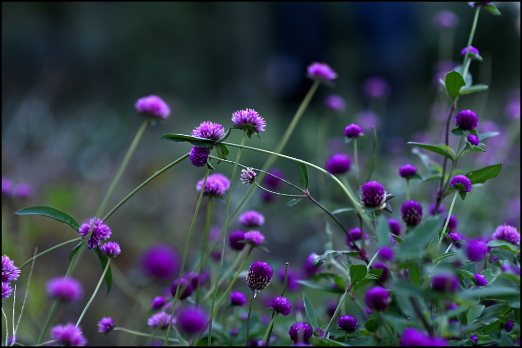 晩秋を楽しむ花