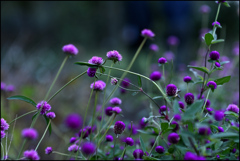 晩秋を楽しむ花
