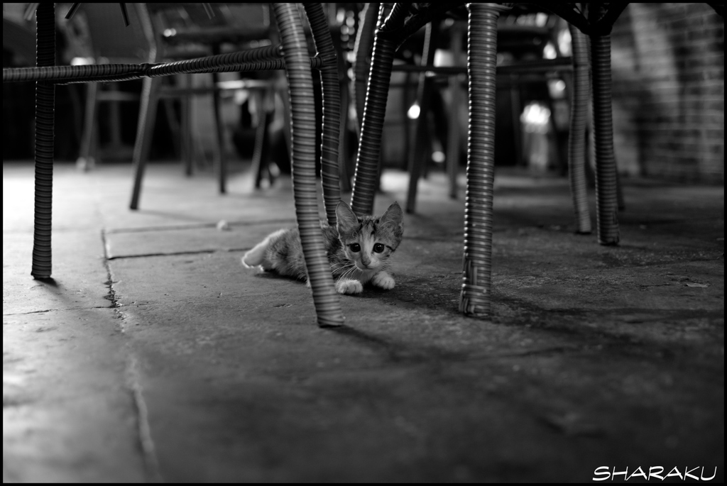 子猫 ②