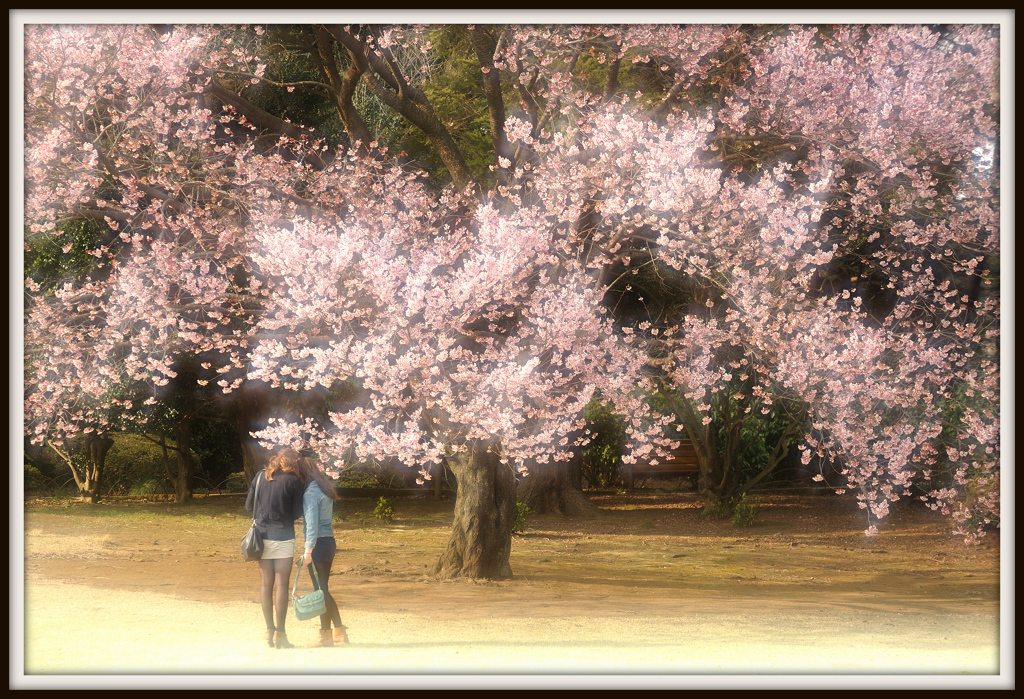 桜下に二人