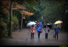 雨に歩く(^^♪