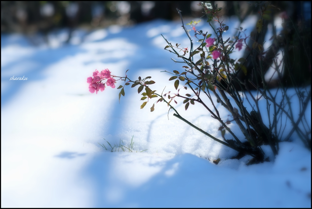 雪中薔薇