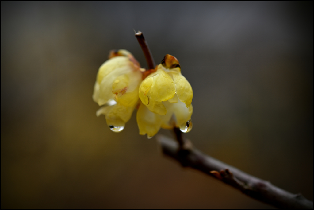 雨に濡れて